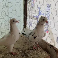 کفتر و جوجه|پرنده|هشتگرد, قاسم آباد بزرگ|دیوار