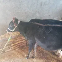 گوساله|حیوانات مزرعه|دالاهو, |دیوار