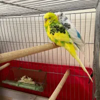 مرغ عشق جفت با جوجه ۸ماهه رام|پرنده|پردیس, فاز ۱|دیوار