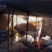 قفس بزرگ معاوضه