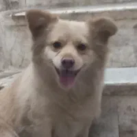 سگ پاکوتاه اشپیتز پامر|سگ|بم, |دیوار