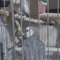 عروس هلندی|پرنده|ساوه, |دیوار