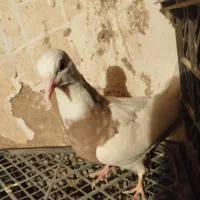 کفتر طوقی|پرنده|گل تپه, |دیوار