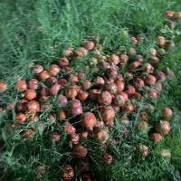 انار تازه چینده شده