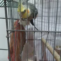 فروش یک نر جوان و سرحال  حدود ۱۰ ماهه|پرنده|بهبهان, |دیوار