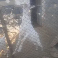 بز نر سانن