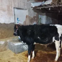 فورش گوساله دورگه