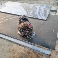 مرغ کوشین|حیوانات مزرعه|کوخرد هرنگ, |دیوار