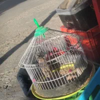 سهره خاکی|پرنده|بجنورد, |دیوار