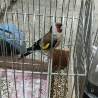 سیره یا کفتر