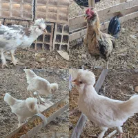 تخم مرغ نطفه دار|حیوانات مزرعه|زرند, |دیوار