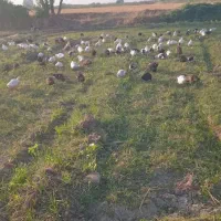 کردک ۹ماهه دانی ۳۲۰|حیوانات مزرعه|گنبد کاووس, |دیوار