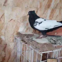 سینه سیاه