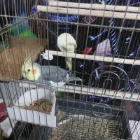 عروس هلندی|پرنده|تهران, جوادیه تهرانپارس|دیوار