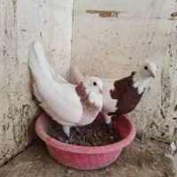 کفتر