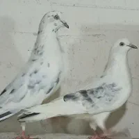 کبوتر پرشی|پرنده|تهران, کیانشهر|دیوار