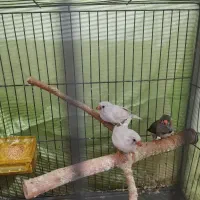 فنچ|پرنده|تهران, شکوفه|دیوار