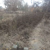 نهال گردو مخصوص پایه|خدمات باغبانی و درختکاری|گلپایگان, |دیوار