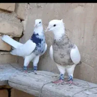 طوقی آجری|پرنده|مبارکه, |دیوار