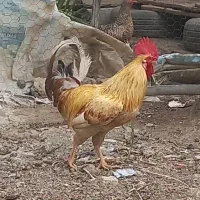 خروس و مرغ عربی