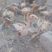 جوجه لاری