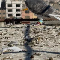 صده مشکی با هفرنگ|پرنده|اسفراین, |دیوار