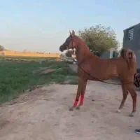 اسب عرب مادیان دو‌سر وارداتی