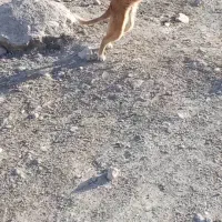 سگ.|سگ|سیسخت, |دیوار