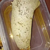 عسل وحشی|خوردنی و آشامیدنی|آبپخش, |دیوار