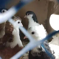 سینه خال ساده کبوتر چپ|پرنده|مشهد, شهید قربانی|دیوار