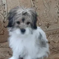 واگذاری توله شیتزو