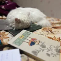 گربه پرشین کلاسیک