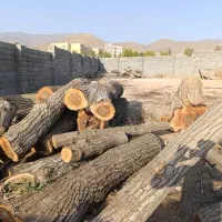 نیازمندی یک در امر خرید و فروش چوب س