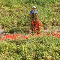 بذر دستی گوجه بدرو