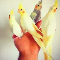 کشور ملوس هلندیون رام ضمانت 1 سال