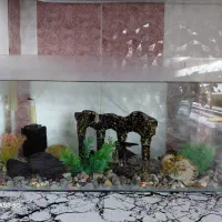 اکواریوم ماهی با تموم متعلقات