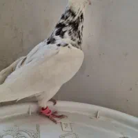 کبوتر طوقی|پرنده|کاشمر, |دیوار