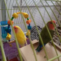 طوطی برزیلی