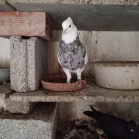 کبوتر شازده.کلفه سرور