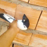 کفتر