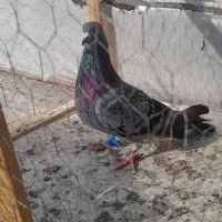 سبز المانی سرهال|پرنده|نگین شهر, |دیوار