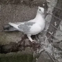 یک جفت کبوتر بلژیکی|پرنده|ماسال, |دیوار