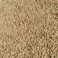 عدس مخصوص کاشت