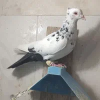 پرنده کبوتر رنگی دمبی|پرنده|اندیمشک, |دیوار