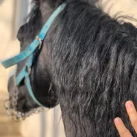 اسب مشکی سواری