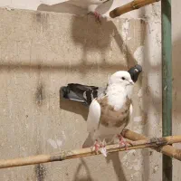 کبوتر.یاکفتر تهرانی شهرستانی|پرنده|مشکیندشت, |دیوار