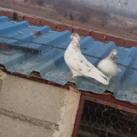 فروش تعدادی کبوتر پرشی دهنجور