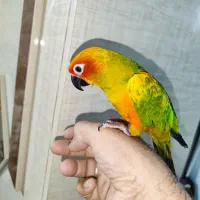 طوطی خورشیدی