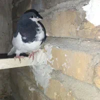 کبوتر یا کفتر