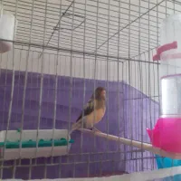 قناری رسمی بلندقرص معاوظه باامپلی ماشین|پرنده|محمدشهر, شهرک پیام (مهرالبرز)|دیوار